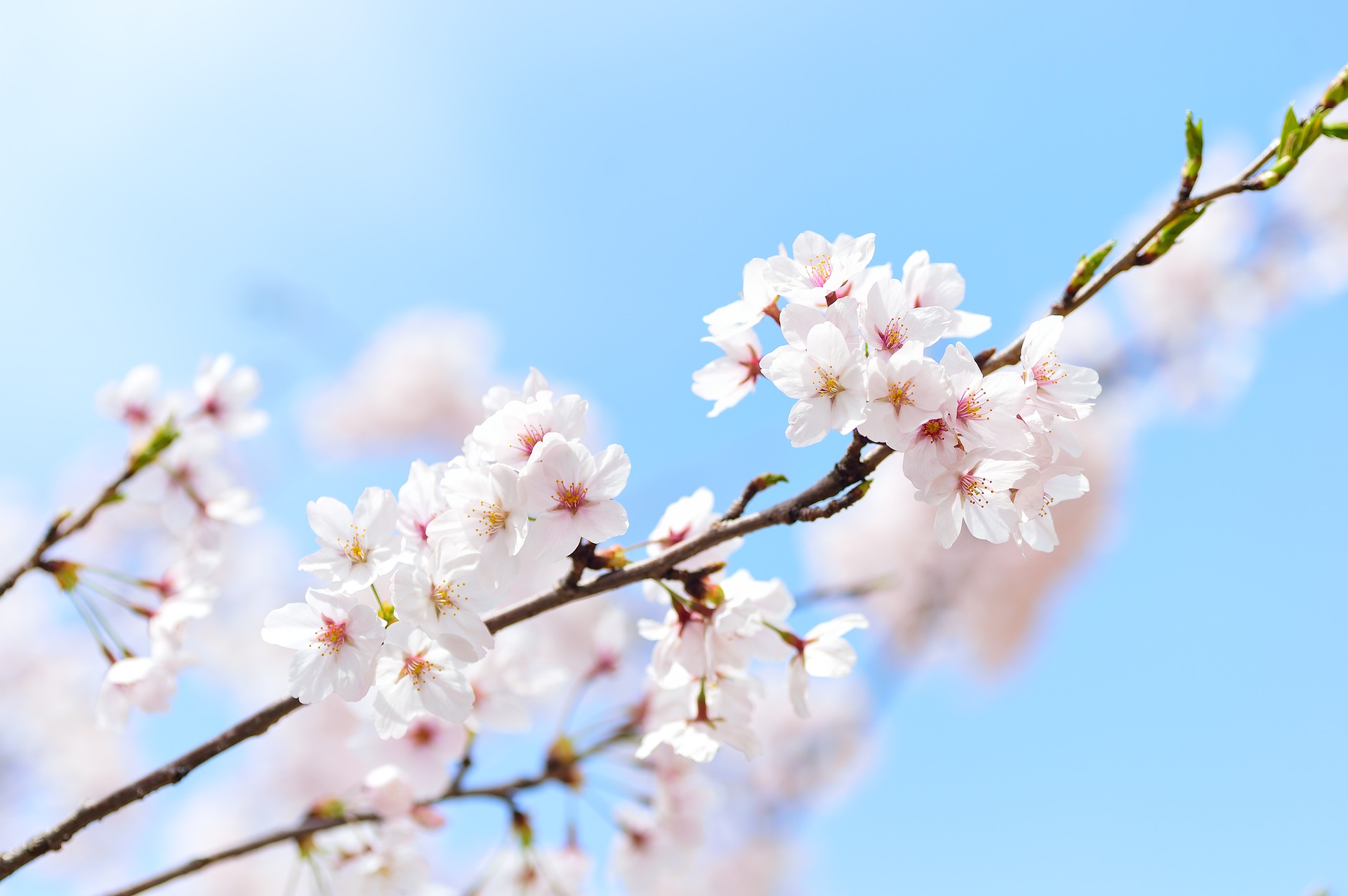 Cherry-Blossoms-korea