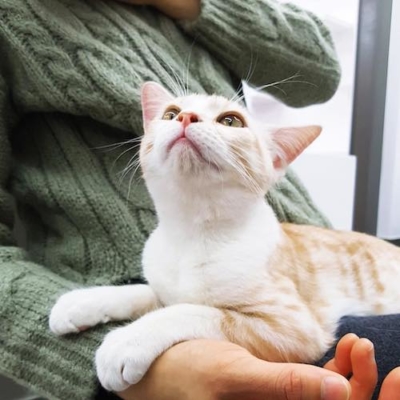 青春コヤンイ-猫
