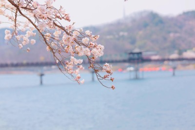 韓国の桜の写真